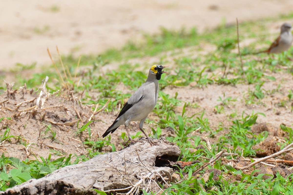 Wattled Starling - ML647693377