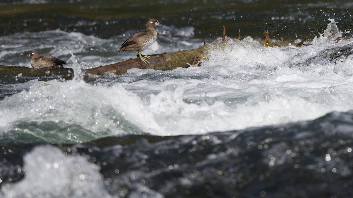 Palyaço Ördeği - ML647693415