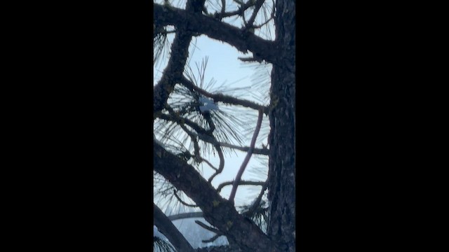 Red-breasted Nuthatch - ML647693421