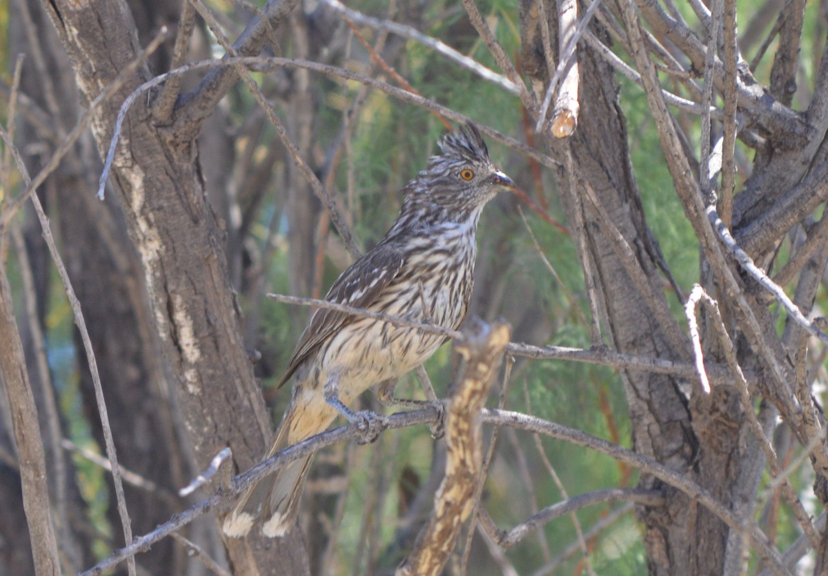 White-tipped Plantcutter - ML647693425