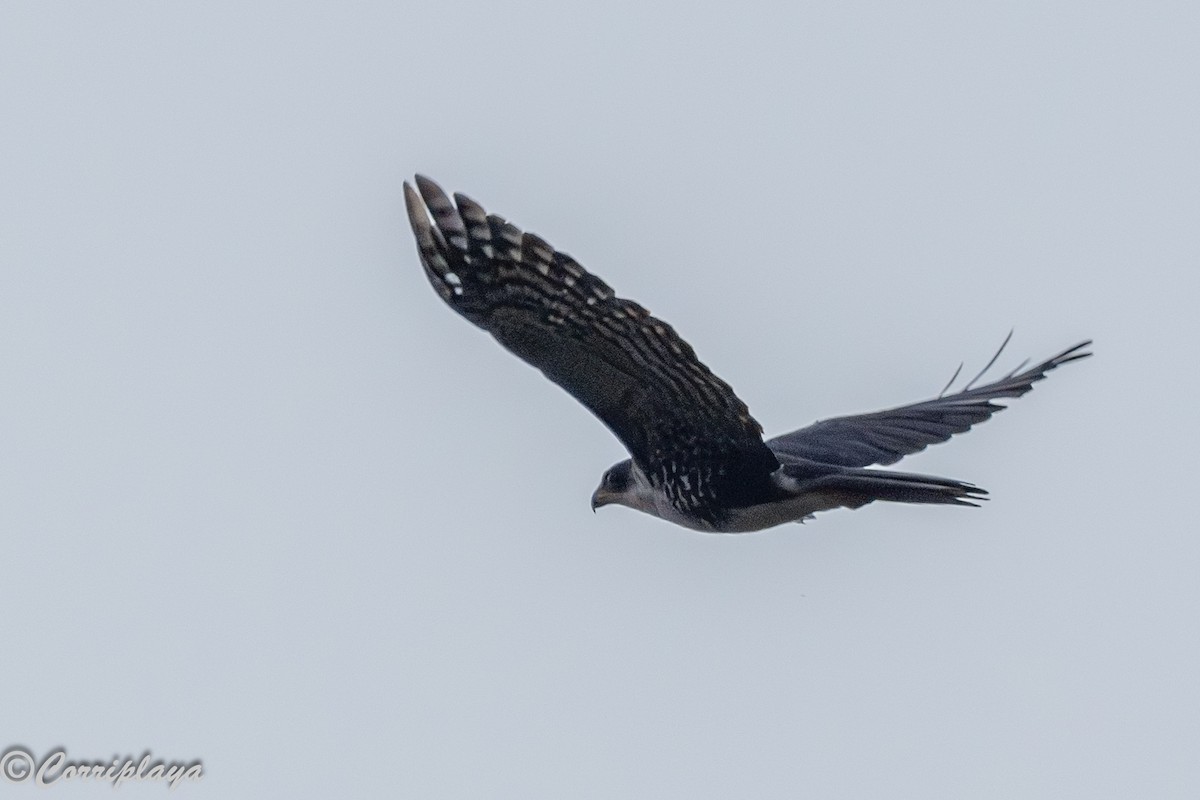 Black Goshawk - ML647693434