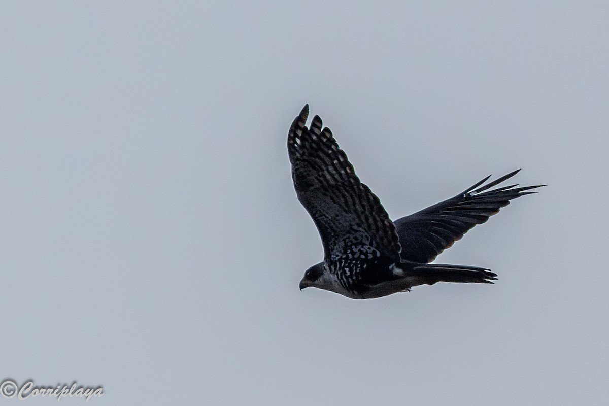 Black Goshawk - ML647693435
