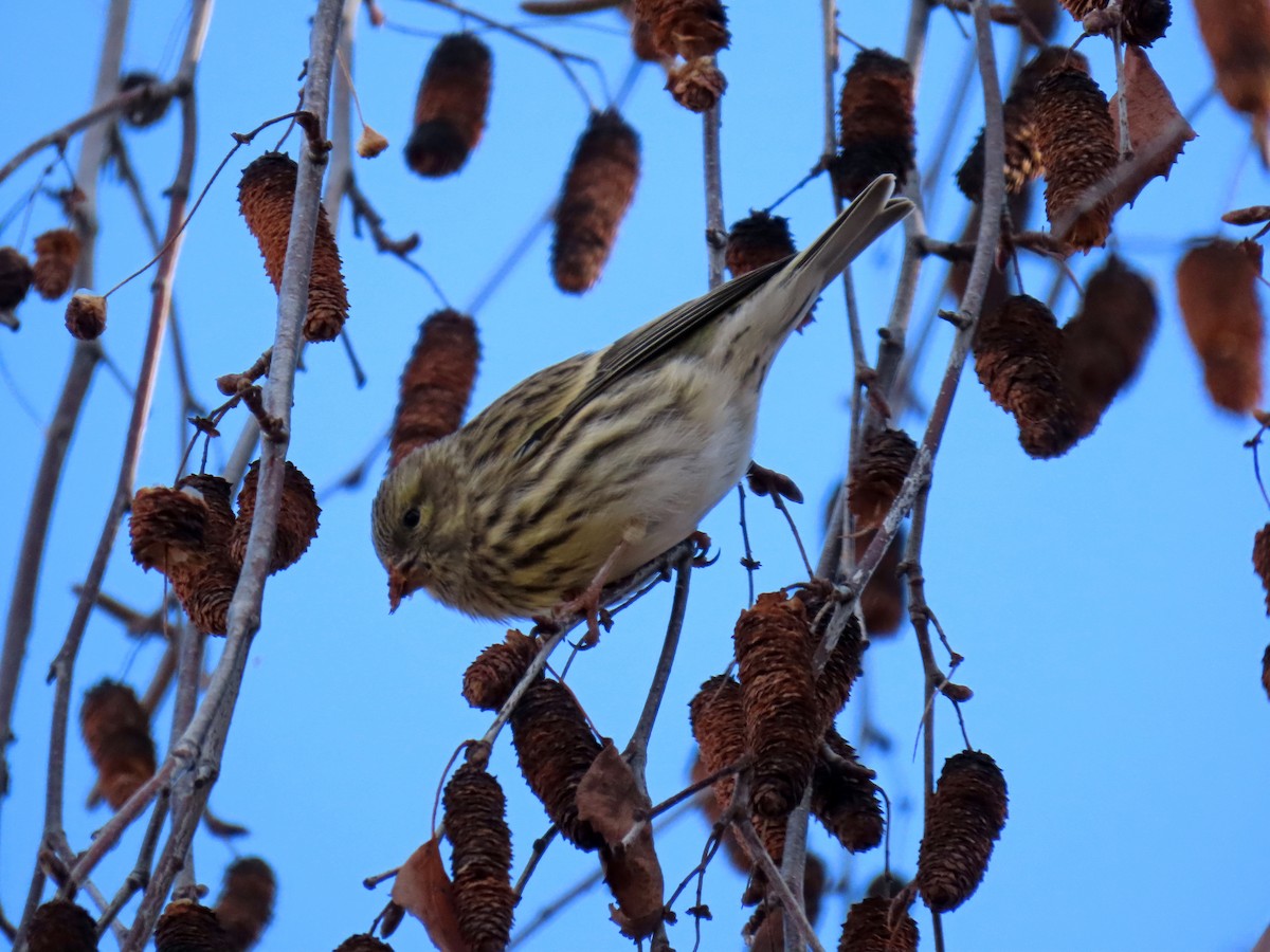 Girlitz - ML647693438