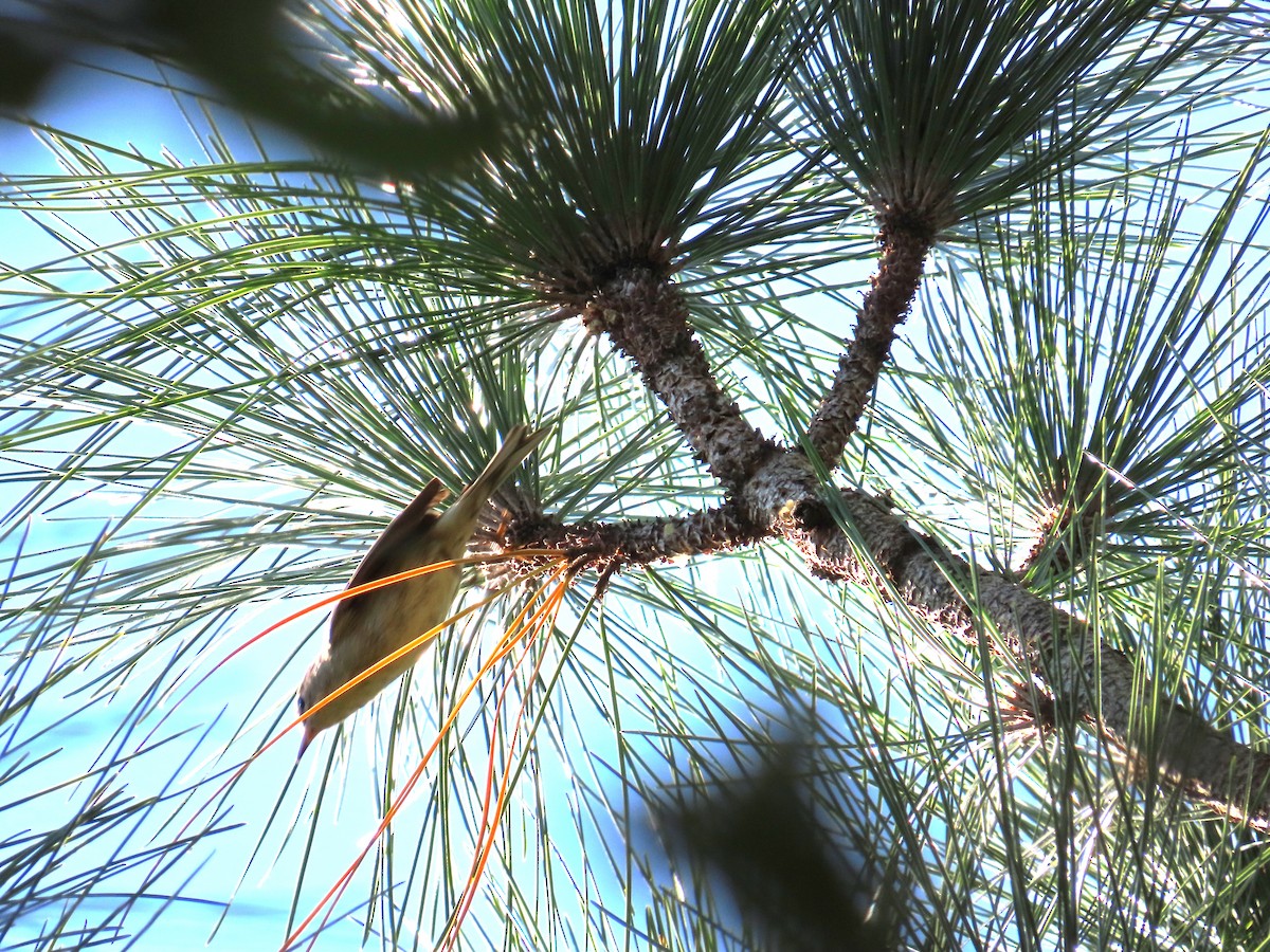 Kiefernwaldsänger - ML647693464