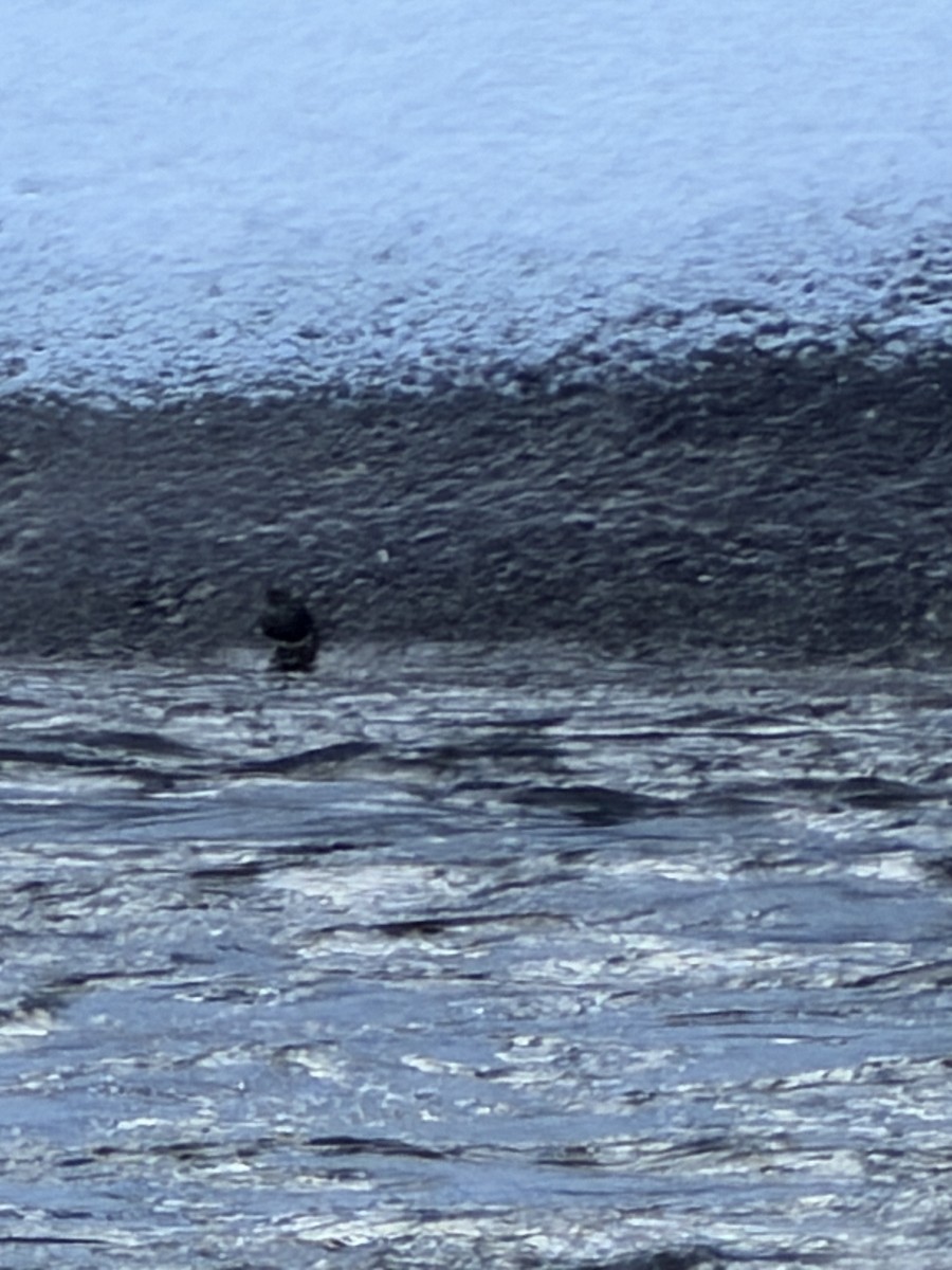 American Dipper - ML647693475