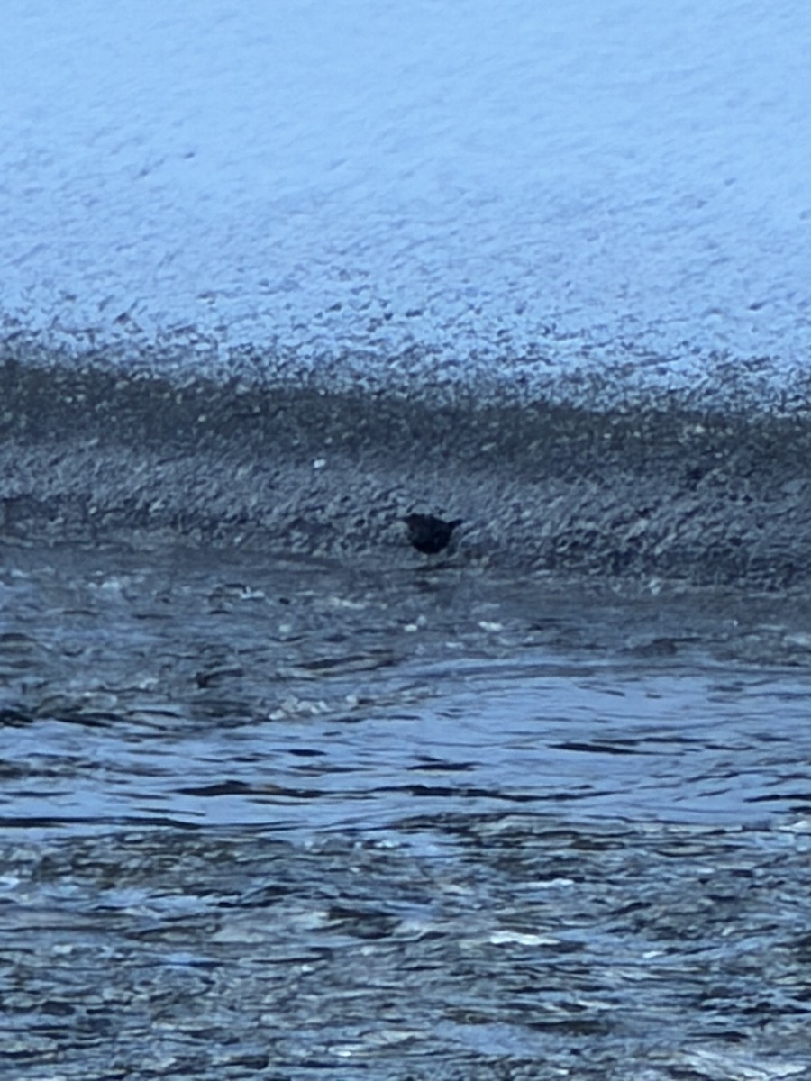 American Dipper - ML647693476