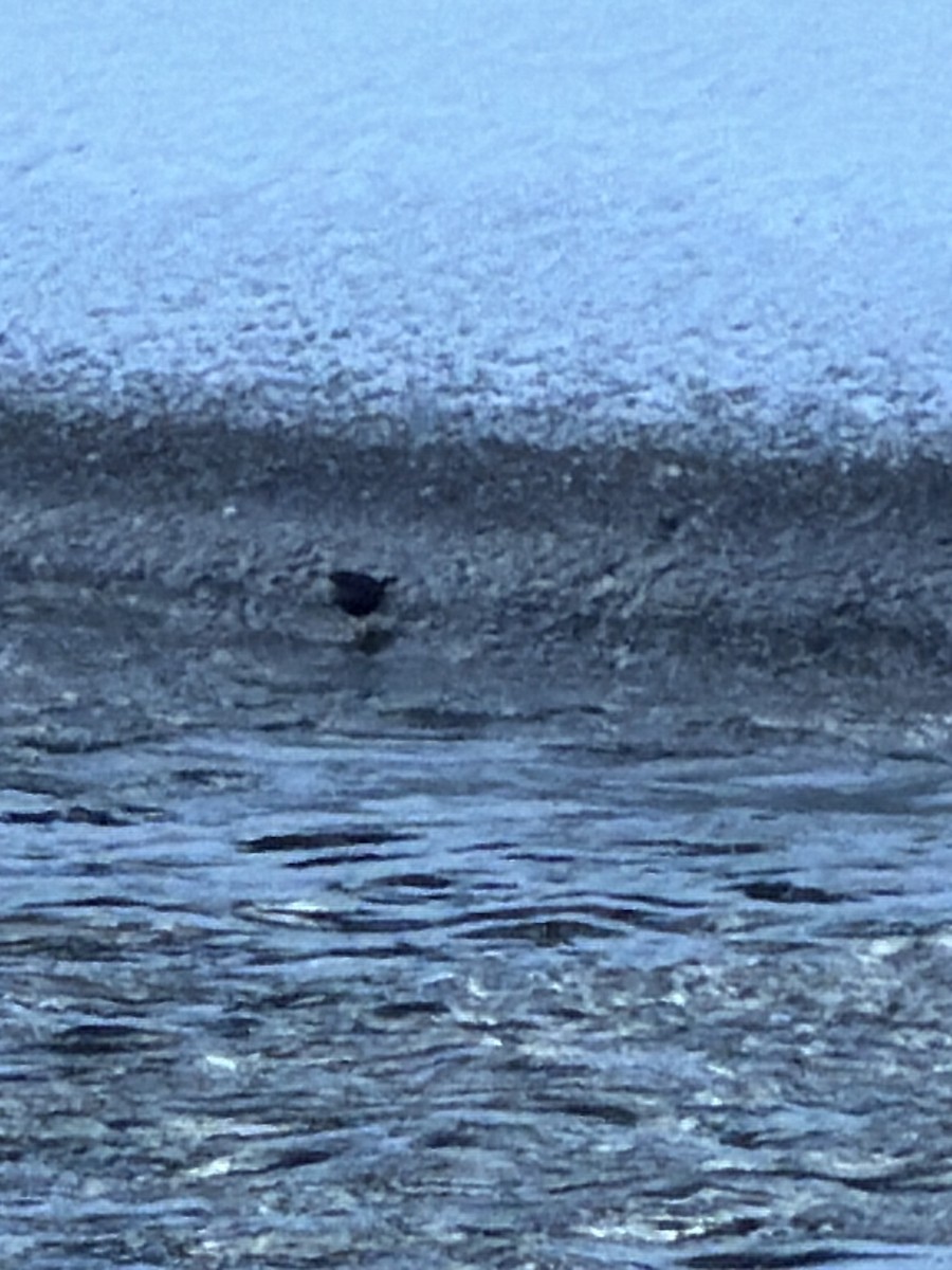American Dipper - ML647693477