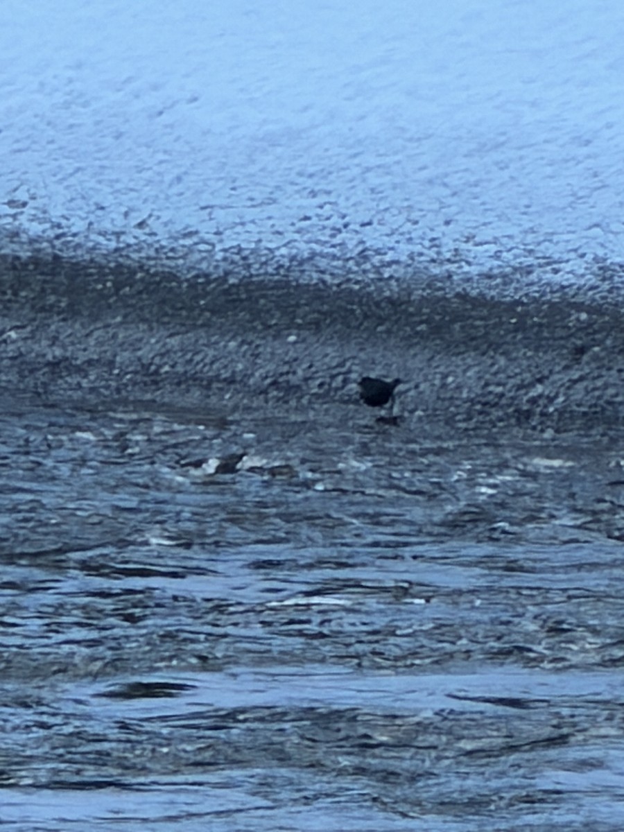 American Dipper - ML647693478