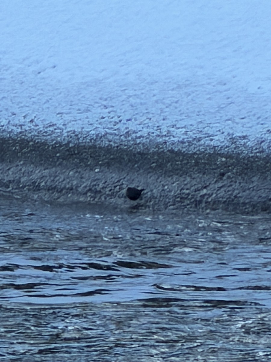 American Dipper - ML647693479