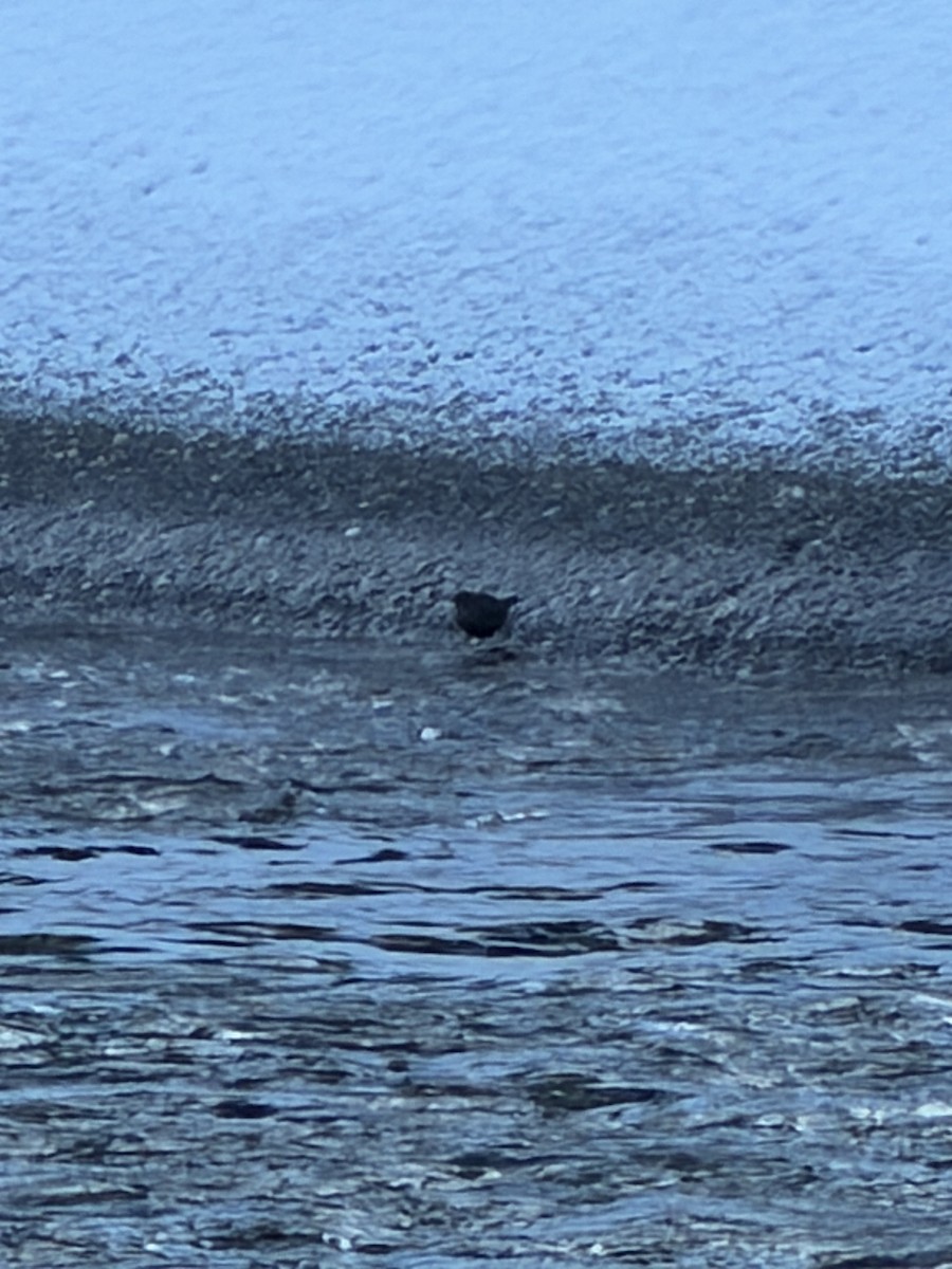 American Dipper - ML647693480