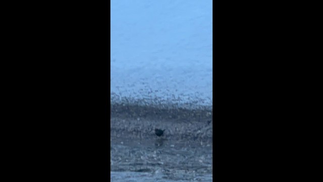 American Dipper - ML647693482