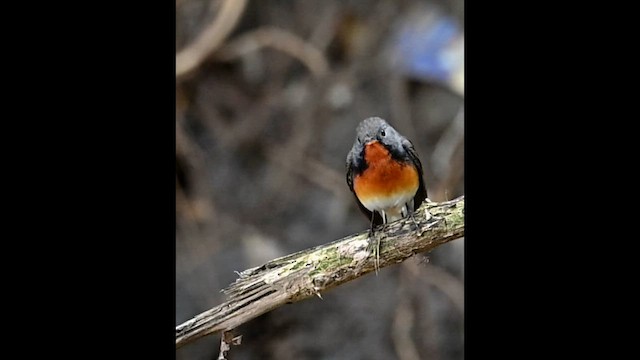 Kashmir Flycatcher - ML647693488