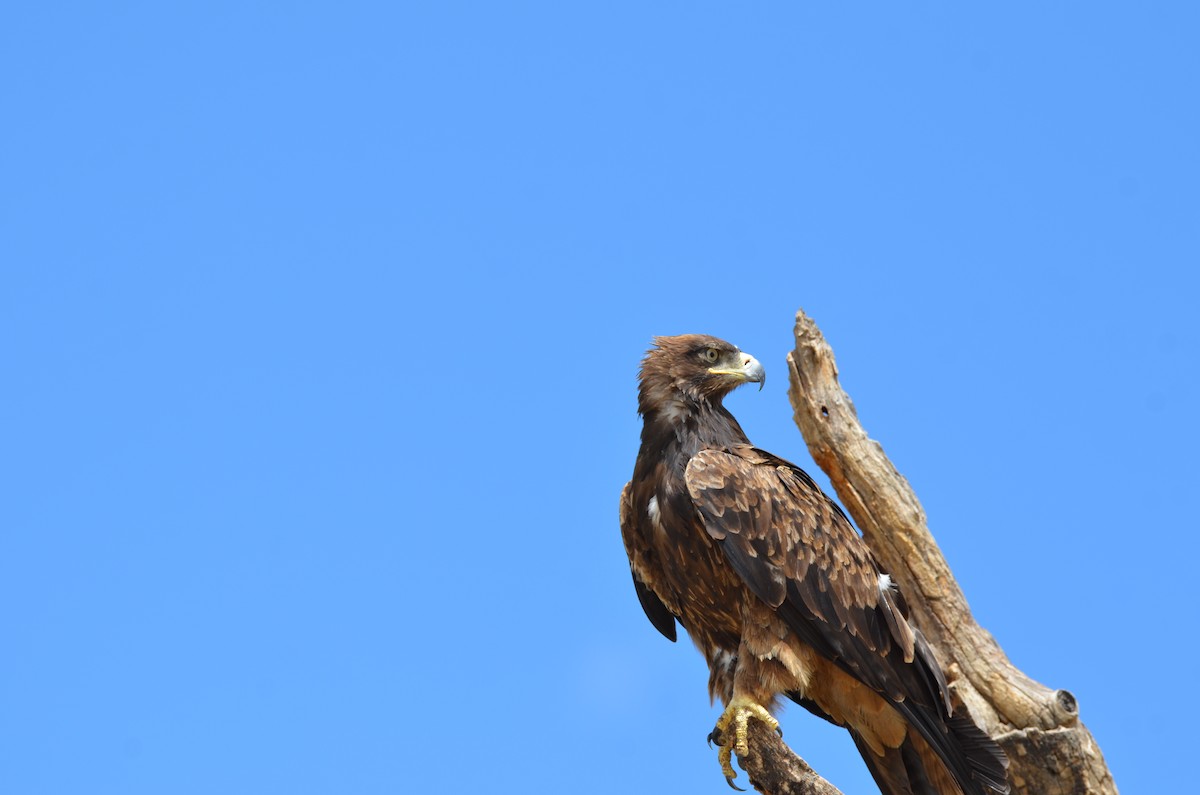 Tawny Eagle - ML647693543