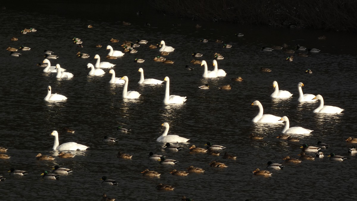 Лебідь чорнодзьобий/лебідь-кликун - ML647693550