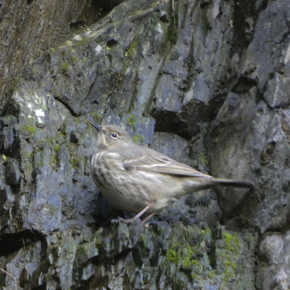 Rock Pipit - ML647693559