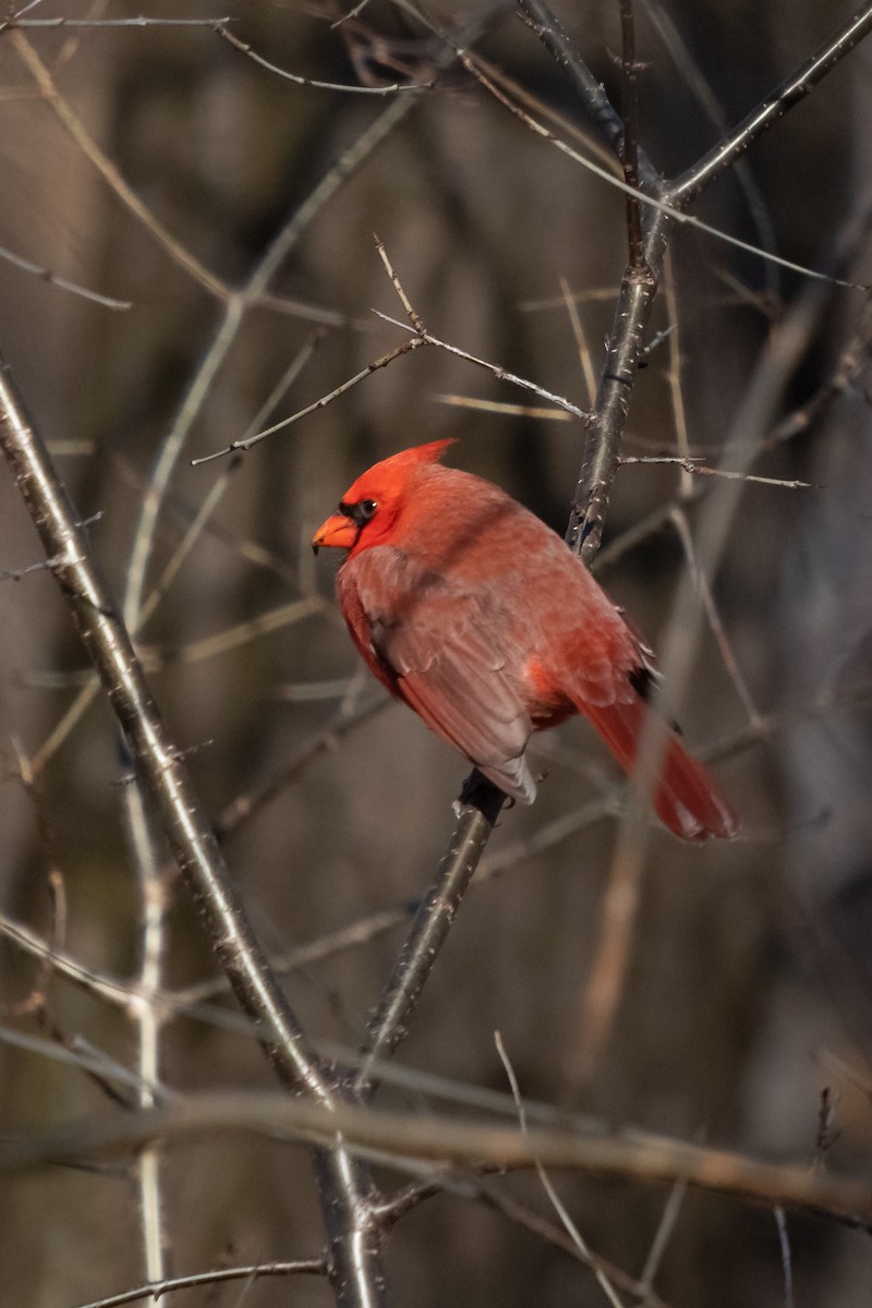 Cardinal rouge - ML647693609