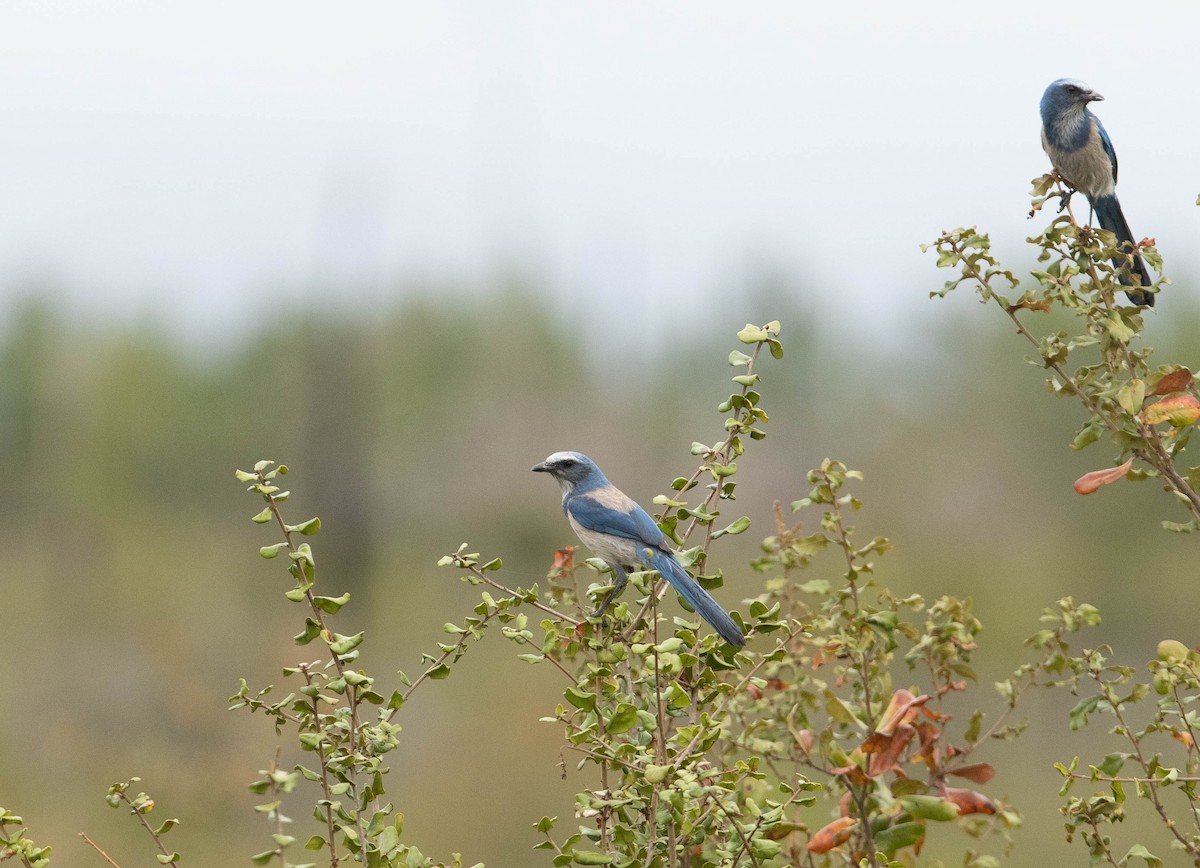 Florida Scrub-Jay - ML647693611