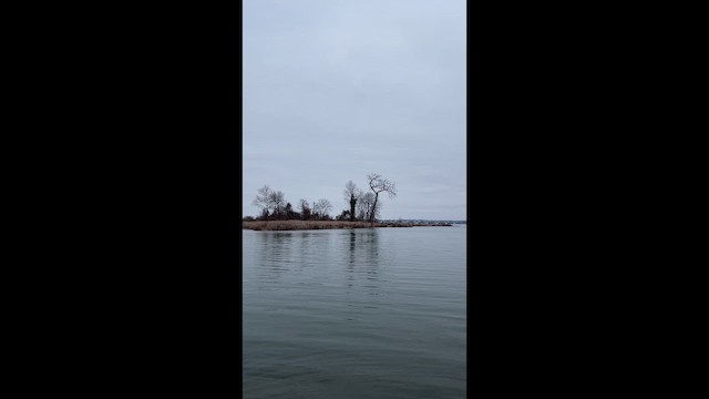 Bald Eagle - ML647693642