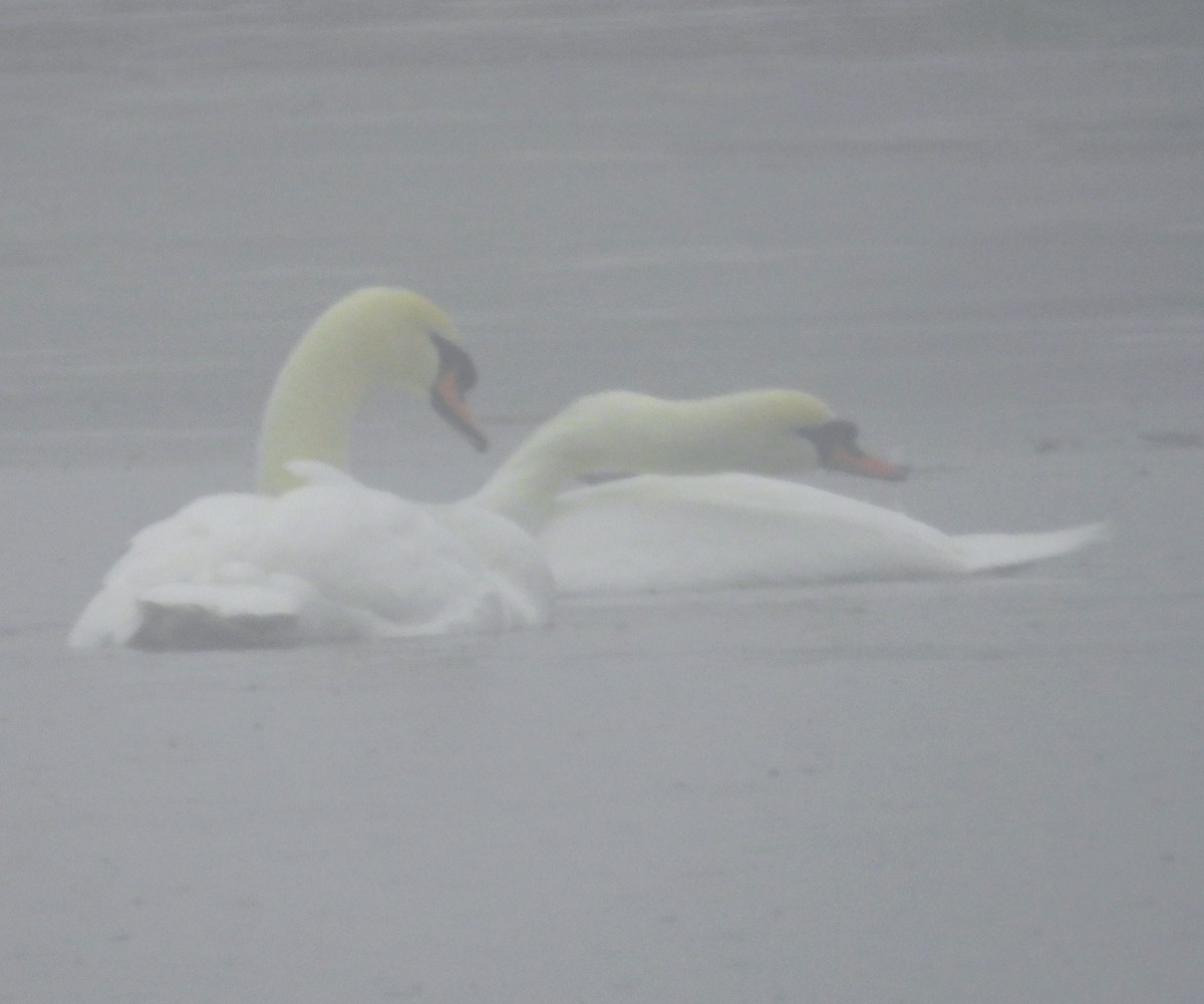 Лебідь-шипун - ML647693645