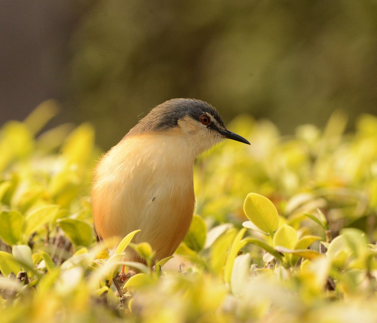 Ashy Prinia - ML647693656