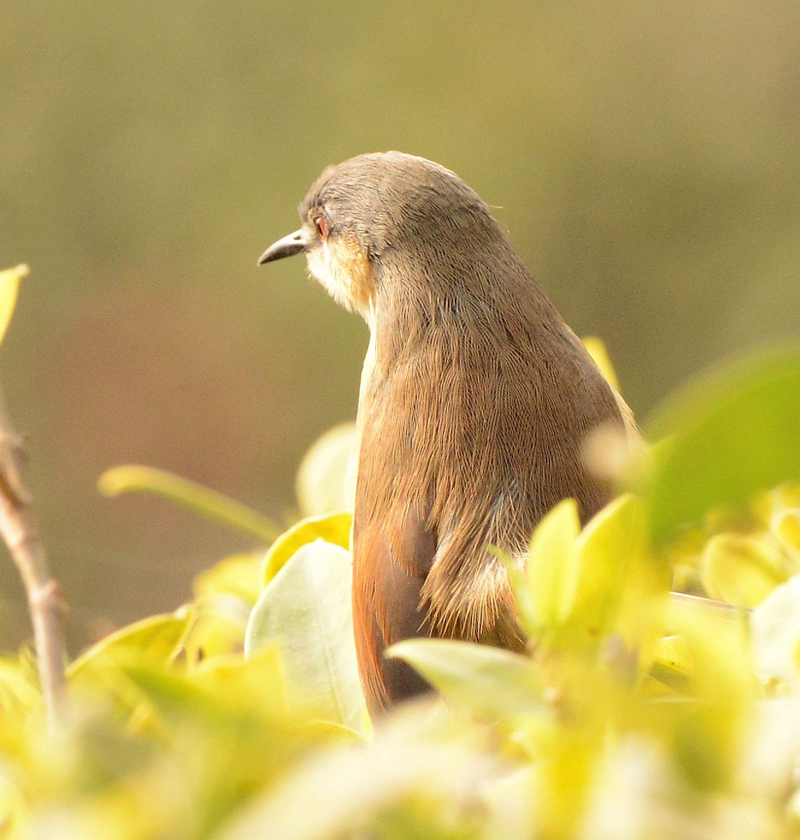 Ashy Prinia - ML647693657
