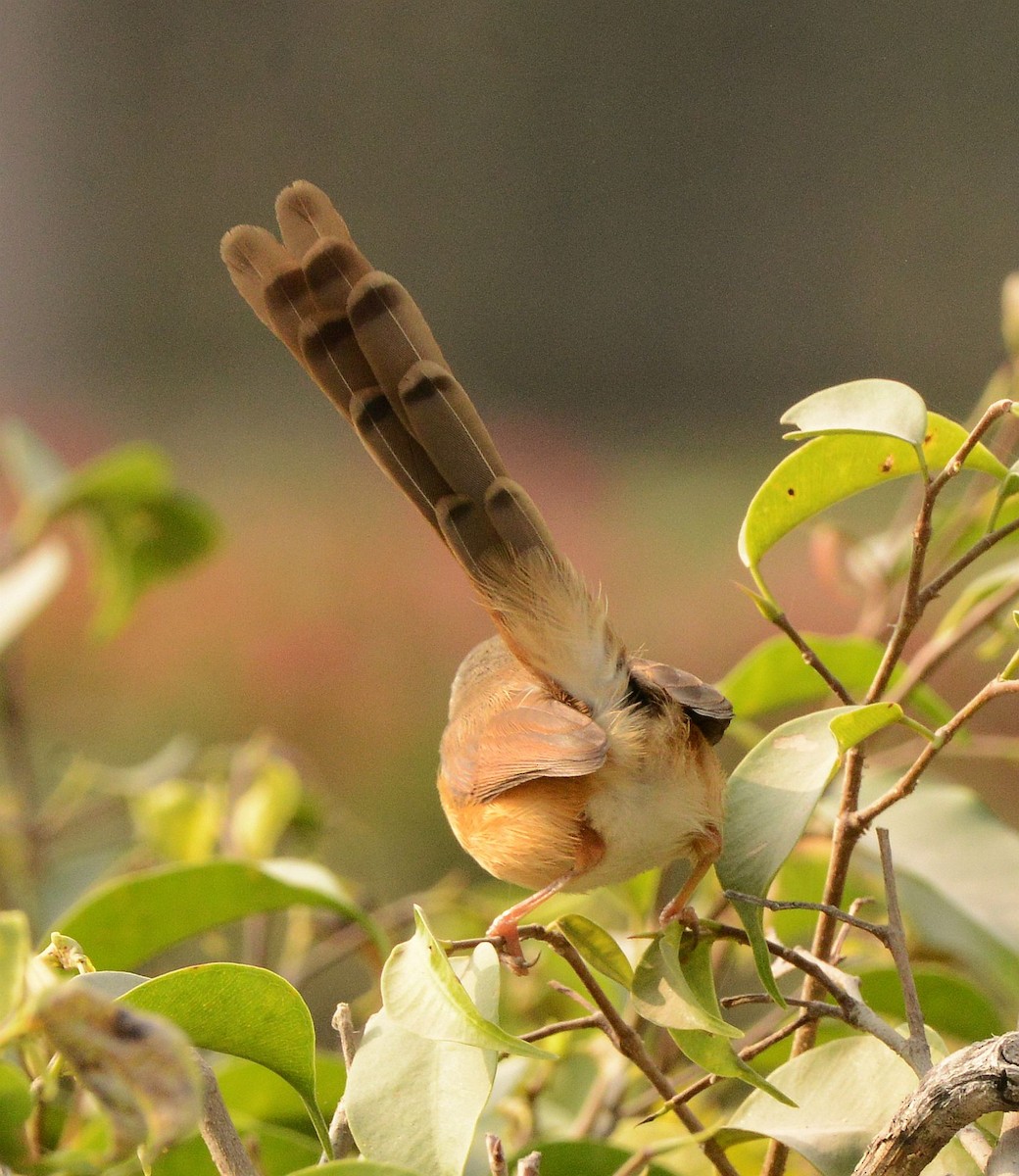 Ashy Prinia - ML647693658