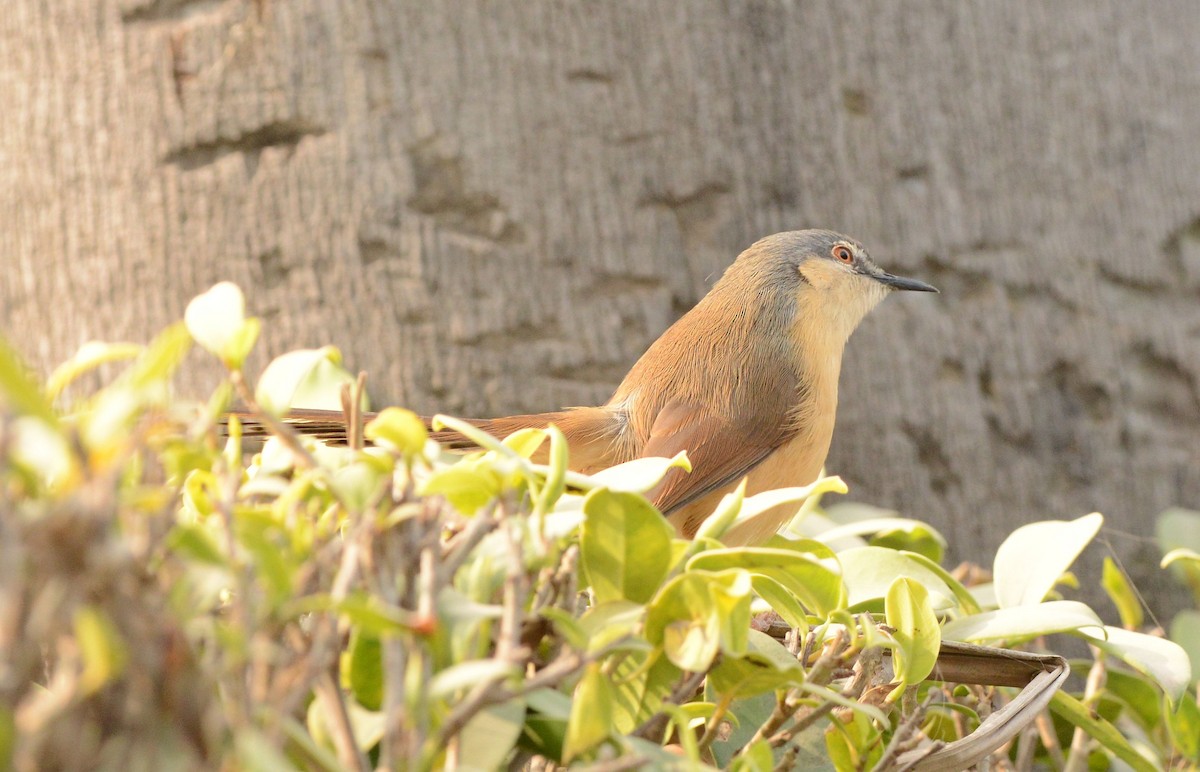 Ashy Prinia - ML647693659