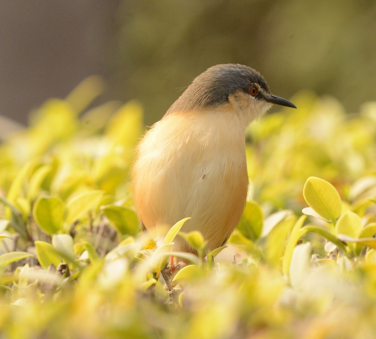 Ashy Prinia - ML647693660