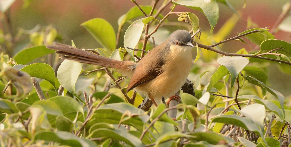 Ashy Prinia - ML647693661