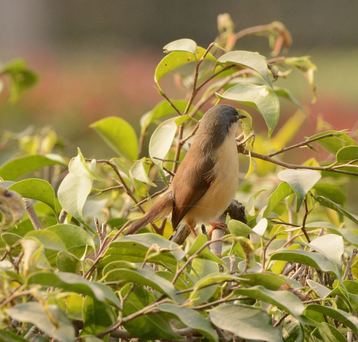 Ashy Prinia - ML647693662