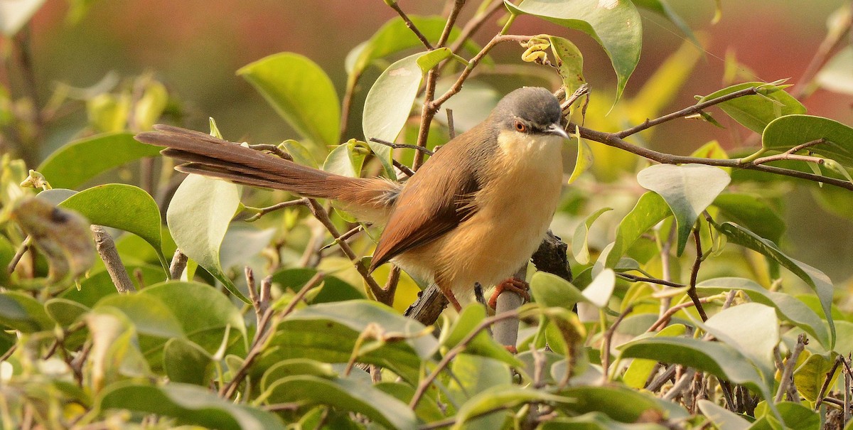 Ashy Prinia - ML647693663