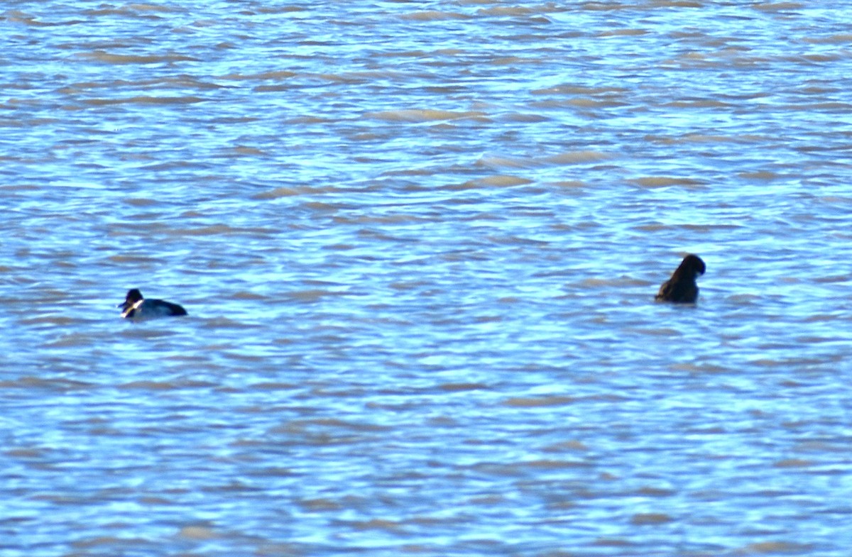 Porrón Bola - ML647693668