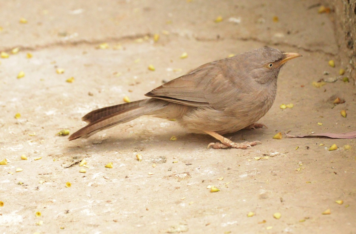 Turdoide Matorralero - ML647693672