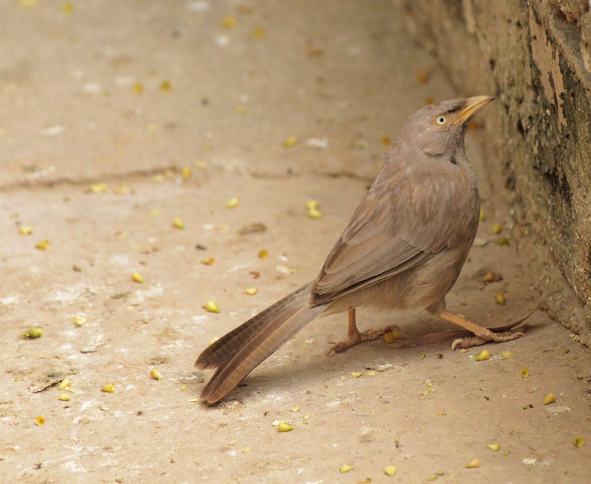 Turdoide Matorralero - ML647693673