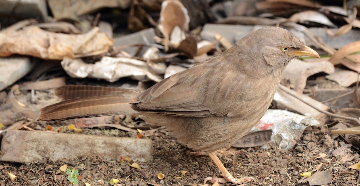 Turdoide Matorralero - ML647693674