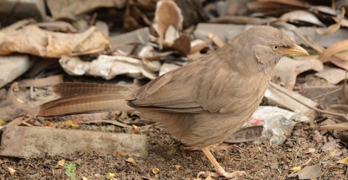 Turdoide Matorralero - ML647693675