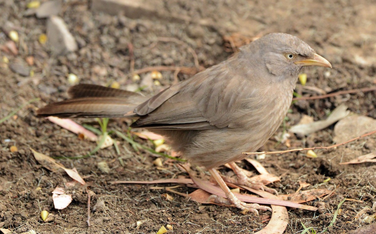 Turdoide Matorralero - ML647693676