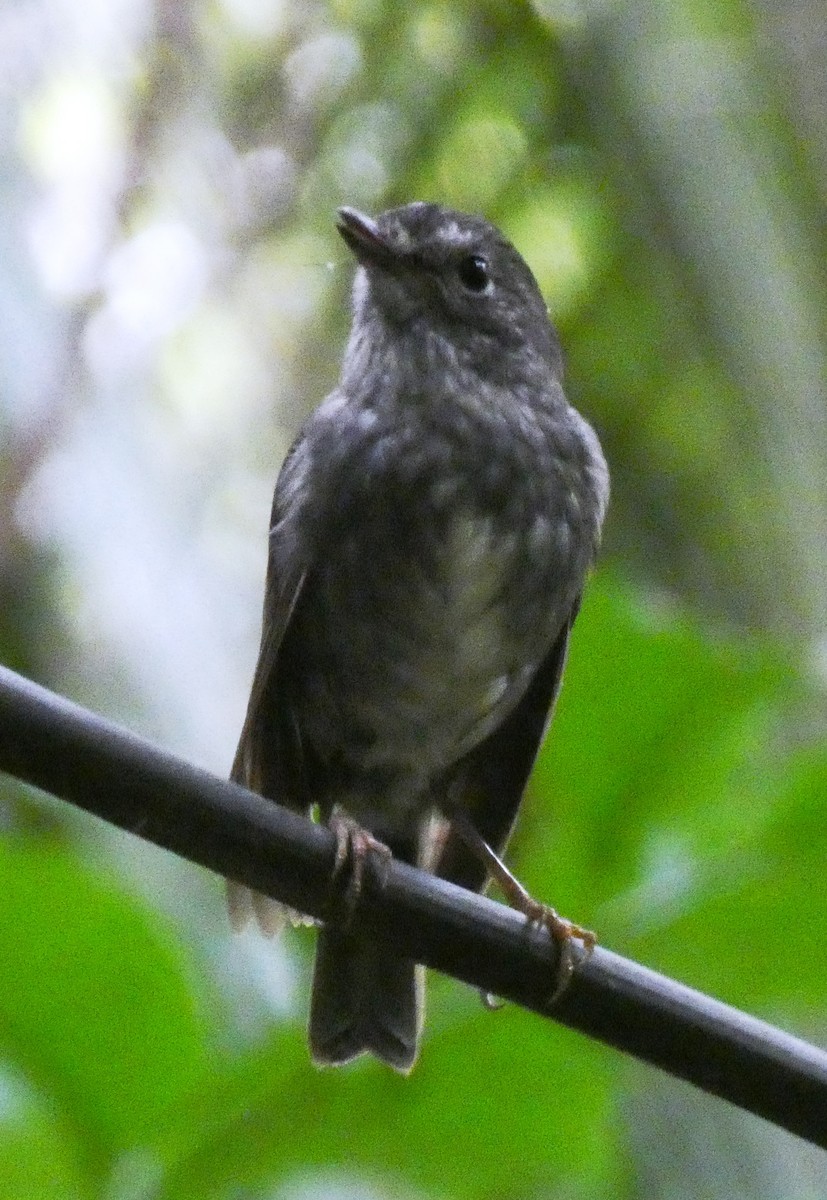 Petroica de Isla Norte - ML647693677