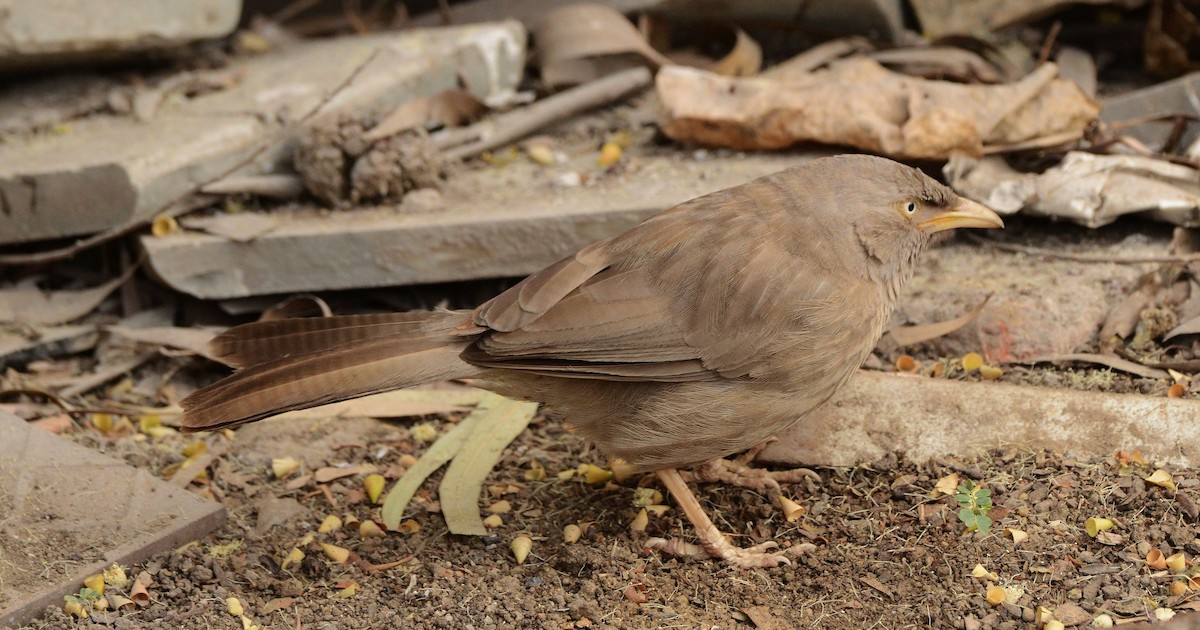 Turdoide Matorralero - ML647693678