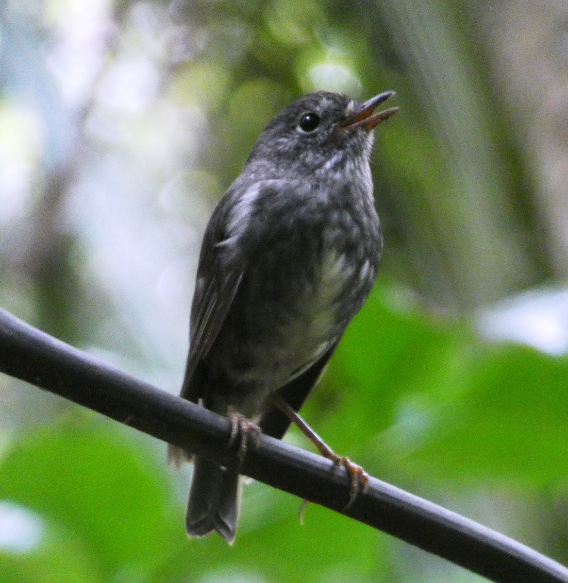 Petroica de Isla Norte - ML647693679