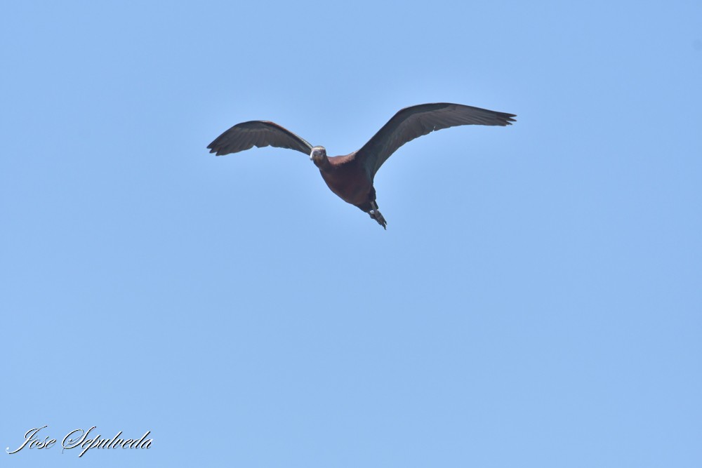 Morito Cariblanco - ML647693680