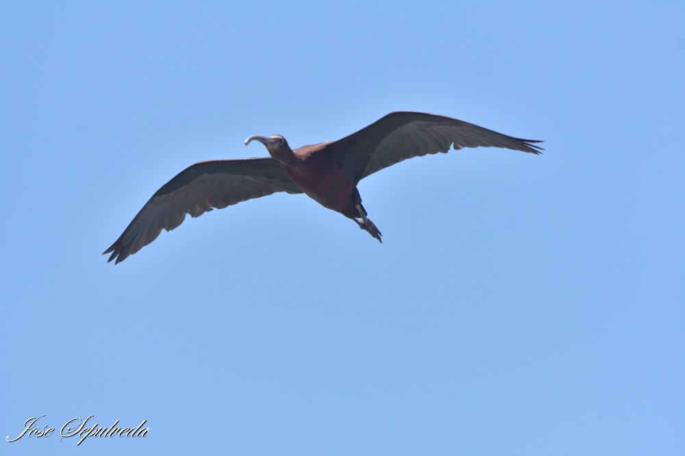 Morito Cariblanco - ML647693681