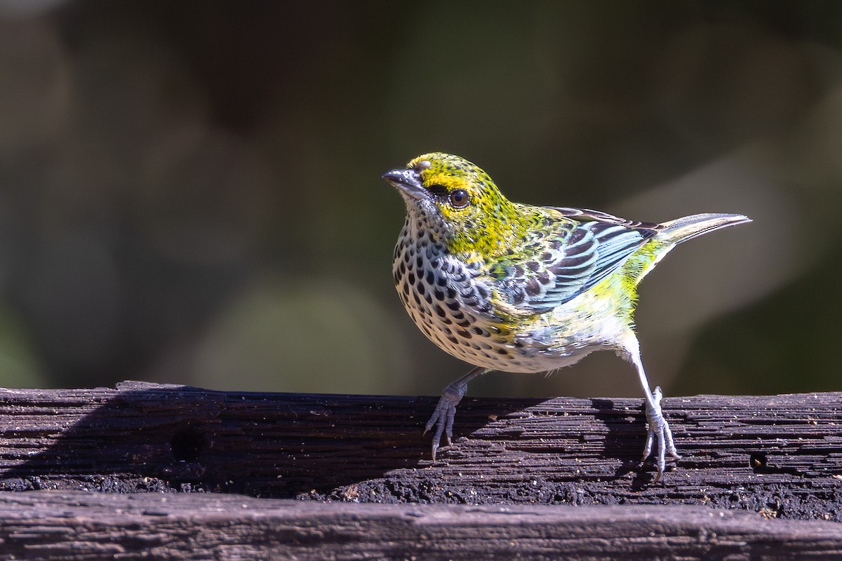 Tangara Pintoja - ML647693683