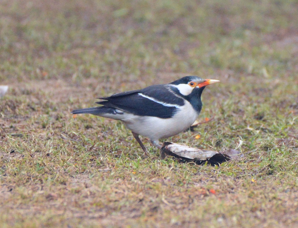 Estornino Pío Común - ML647693685