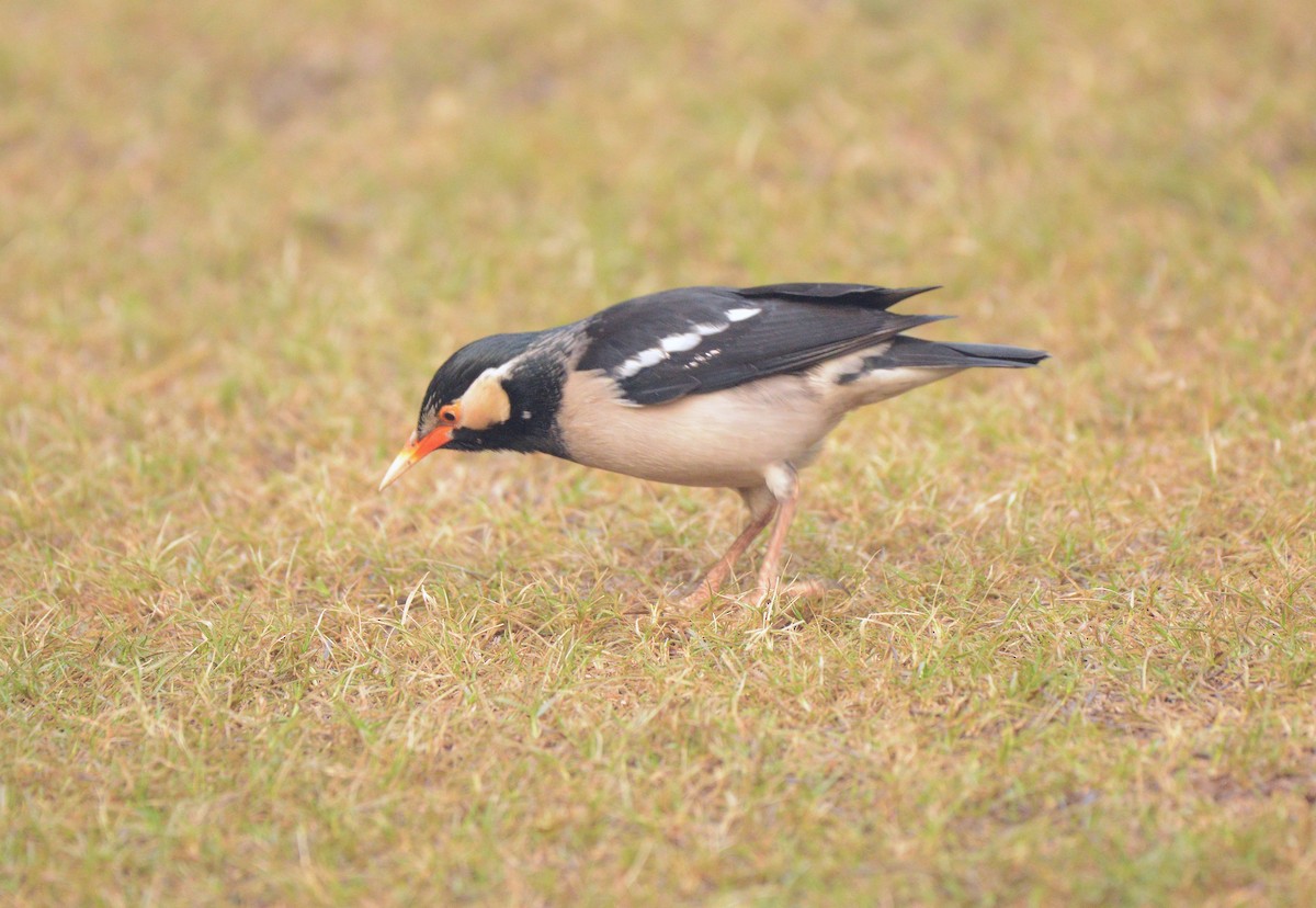 Estornino Pío Común - ML647693686