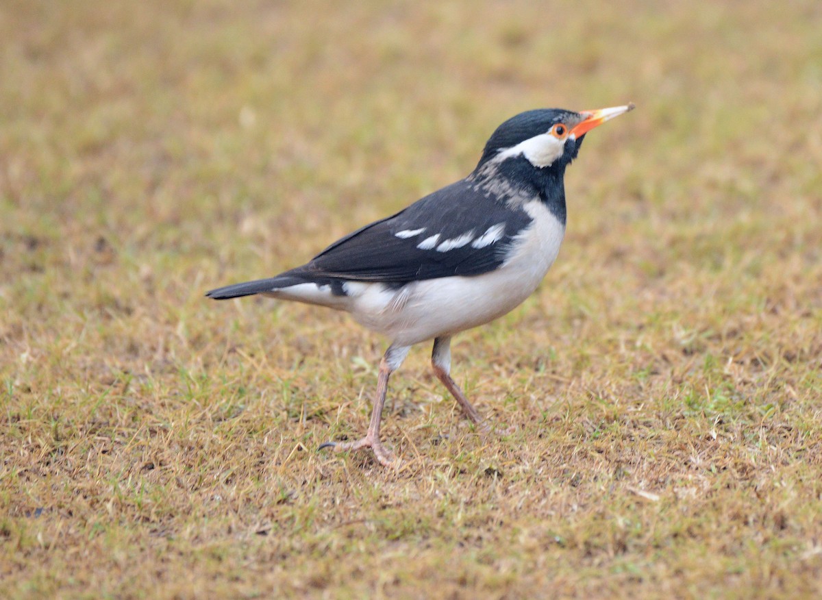 Estornino Pío Común - ML647693687