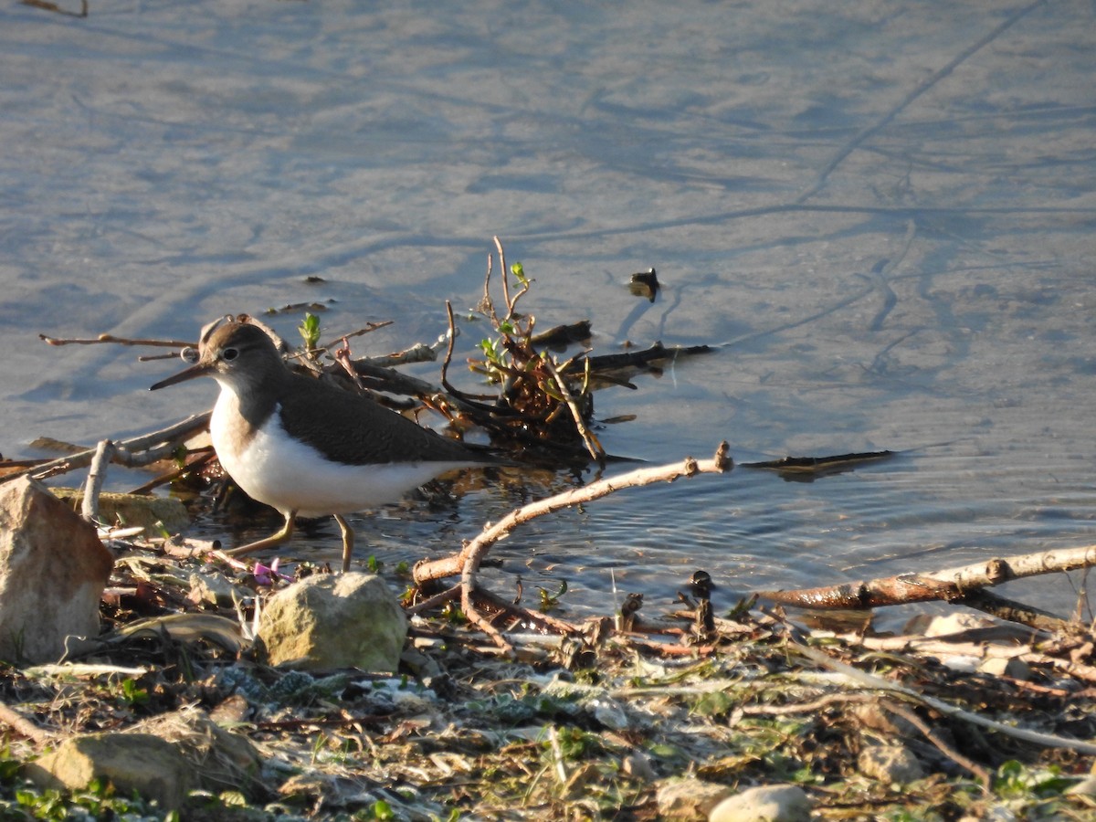 Andarríos Chico - ML647693688