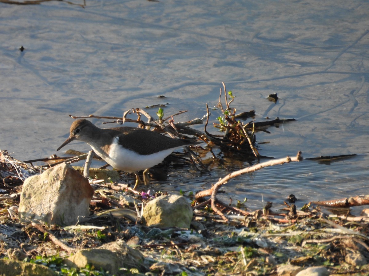 Andarríos Chico - ML647693689