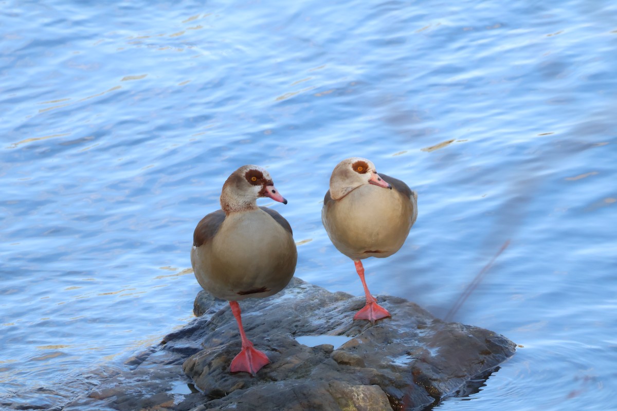 Ganso del Nilo - ML647693690