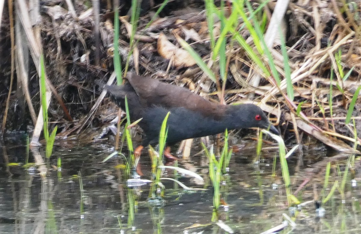 Polluela de Tongatapu - ML647693691